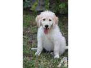 Labradoodle Puppy for sale in CLEARWATER, FL, USA