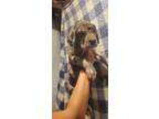 Great Dane Puppy for sale in Allen, TX, USA