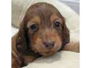 Dachshund Puppy for sale in Steele, AL, USA