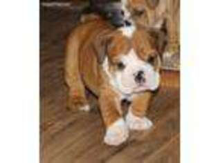 Bulldog Puppy for sale in Doniphan, MO, USA