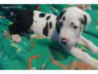 Great Dane Puppy for sale in Scranton, PA, USA