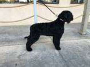 Black Russian Terrier Puppy for sale in Pueblo, CO, USA