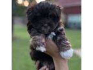 Havanese Puppy for sale in Gilmer, TX, USA