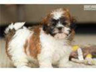 Havanese Puppy for sale in Richmond, VA, USA