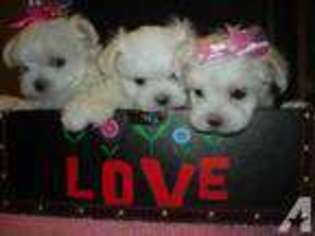 Maltese Puppy for sale in KATY, TX, USA