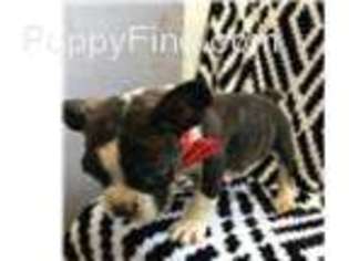 French Bulldog Puppy for sale in Buffalo Junction, VA, USA