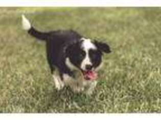 Border Collie Puppy for sale in Battle Creek, MI, USA
