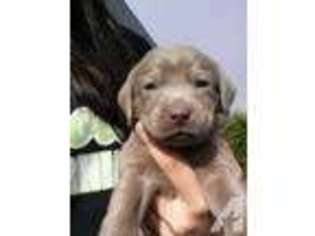 Labrador Retriever Puppy for sale in FORTUNA, CA, USA