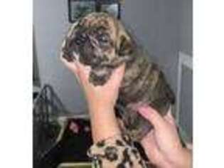 Bulldog Puppy for sale in Gas City, IN, USA