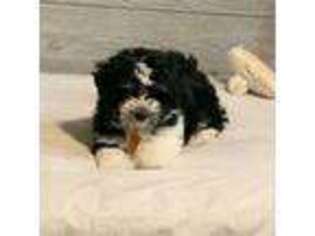 Havanese Puppy for sale in Gloucester, VA, USA
