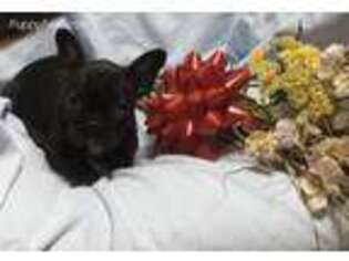 Mutt Puppy for sale in Fennimore, WI, USA