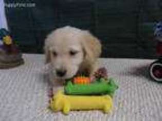 Golden Retriever Puppy for sale in New London, MN, USA