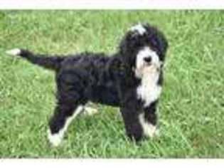 Bernese Mountain Dog Puppy for sale in Arcanum, OH, USA
