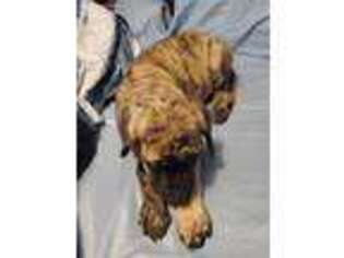 Mastiff Puppy for sale in Ilwaco, WA, USA
