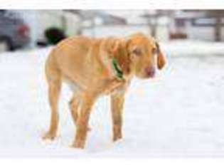 Labrador Retriever Puppy for sale in Genesee, MI, USA