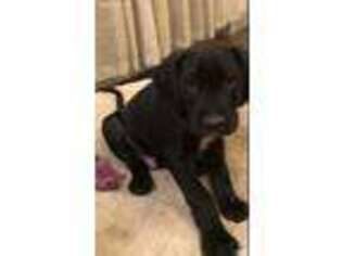 Great Dane Puppy for sale in Sweet Home, OR, USA