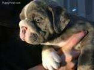 Olde English Bulldogge Puppy for sale in Alpharetta, GA, USA