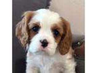 Cavalier King Charles Spaniel Puppy for sale in Waterford, CA, USA