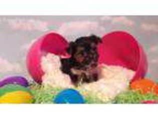 Yorkshire Terrier Puppy for sale in Idabel, OK, USA