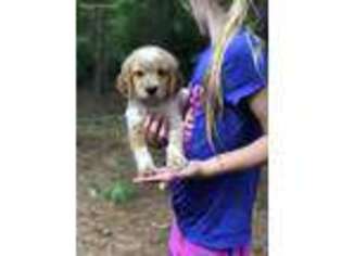 Brittany Puppy for sale in Donalds, SC, USA