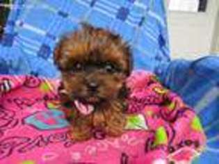 Yorkshire Terrier Puppy for sale in Jackson, MI, USA