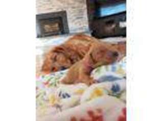 Golden Retriever Puppy for sale in Centereach, NY, USA