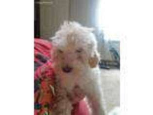 Goldendoodle Puppy for sale in Womelsdorf, PA, USA