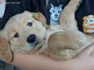 Golden Retriever Puppy for sale in Mc Louth, KS, USA