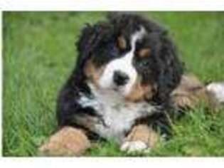 Bernese Mountain Dog Puppy for sale in Bristol, CT, USA