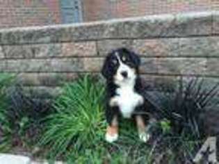 Bernese Mountain Dog Puppy for sale in Grand Rapids, MI, USA