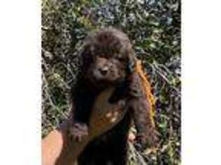 Newfoundland Puppy for sale in Walnut Cove, NC, USA