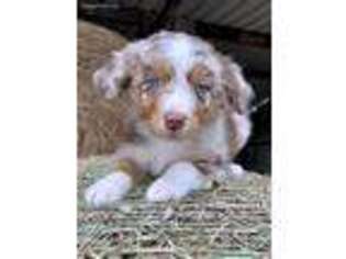 Australian Shepherd Puppy for sale in Morganfield, KY, USA
