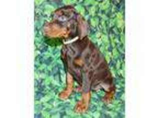 Doberman Pinscher Puppy for sale in Collins, MO, USA