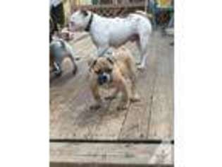 Bulldog Puppy for sale in HEMPSTEAD, NY, USA