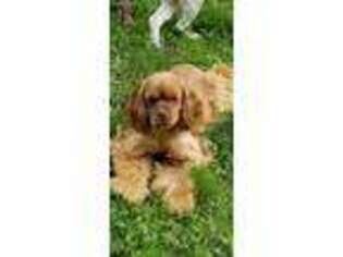 Cocker Spaniel Puppy for sale in Morrison, TN, USA