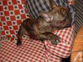 French Bulldog Puppy for sale in ALEXANDRIA, KY, USA