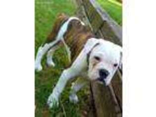 Olde English Bulldogge Puppy for sale in Roswell, GA, USA
