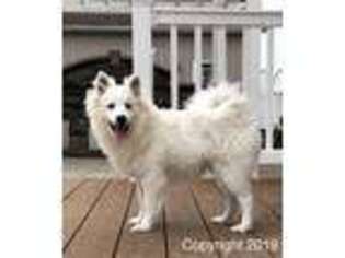American Eskimo Dog Puppy for sale in Rittman, OH, USA