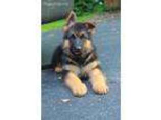 German Shepherd Dog Puppy for sale in Gallitzin, PA, USA