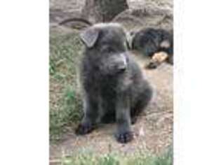 German Shepherd Dog Puppy for sale in Westland, MI, USA