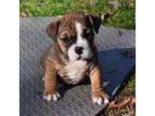 Boerboel Puppy for sale in Hanover, VA, USA