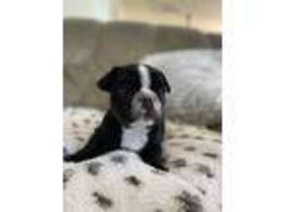 French Bulldog Puppy for sale in Springer, NM, USA