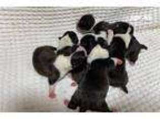 Boston Terrier Puppy for sale in Kansas City, MO, USA