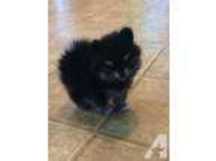 Pomeranian Puppy for sale in Ponte Vedra, FL, USA