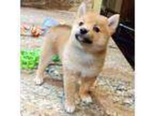 Shiba Inu Puppy for sale in Winter Haven, FL, USA