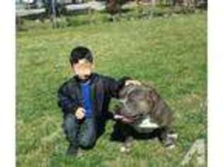 American Pit Bull Terrier Puppy for sale in LIVINGSTON, CA, USA