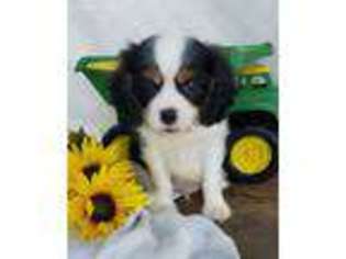 Cavalier King Charles Spaniel Puppy for sale in Woodburn, IN, USA