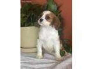 Cavalier King Charles Spaniel Puppy for sale in Mayslick, KY, USA