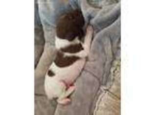 German Shorthaired Pointer Puppy for sale in Lees Summit, MO, USA