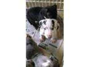 Great Dane Puppy for sale in Hixson, TN, USA